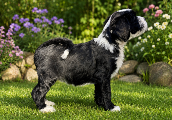 Tibet-Terrier-Welpe im Alter von 10 Wochen steht zwischen frischem Grüne in der Natur.