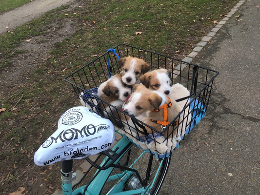 Cookie, Murmel, Chara & Onni beim Fahrrad-Gassi