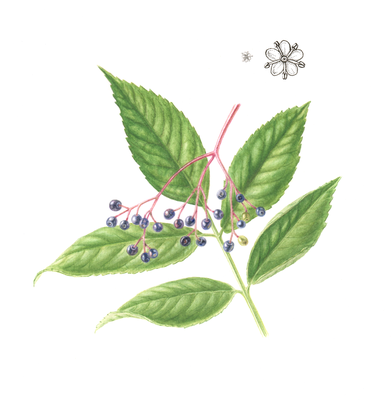 Elderberry, Sambucus nigra, watercolour, pencil and inkt, 20 x 20 cm.