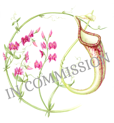 In commission, Sweat Pea and Nepenthes, watercolour on Arches paper