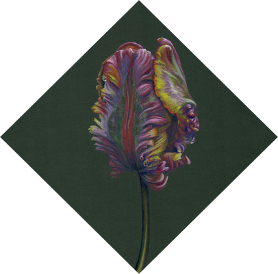 Parrot tulip (SOLD), colour pencil on passe partout cardboard