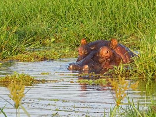 Flusspferd Amboseli Nationalpark