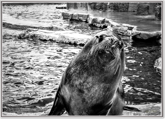 Seelöwe