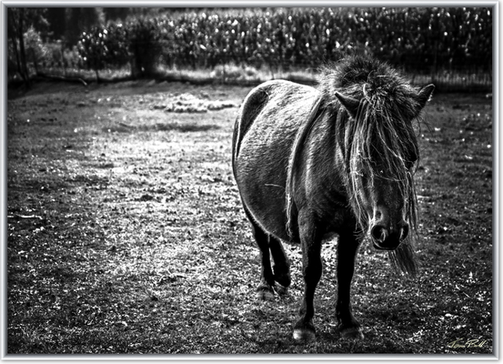 Pony