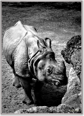 Nashorn
