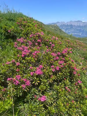 Blume rot