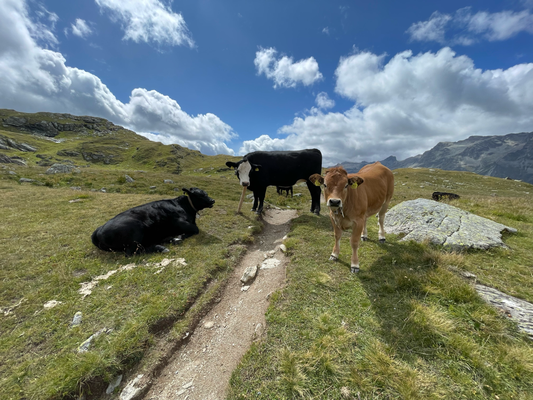 Meine ewigen Wanderbegleiter
