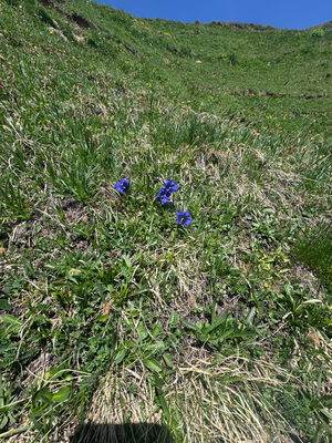 Blume blau
