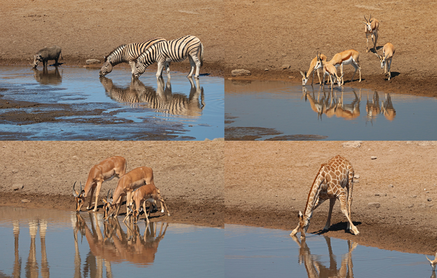 Sometimes it pays to just wait and the wildlife comes to you. Clockwise: Warthog and Zebra, Springbok, Impala and Giraffe. 