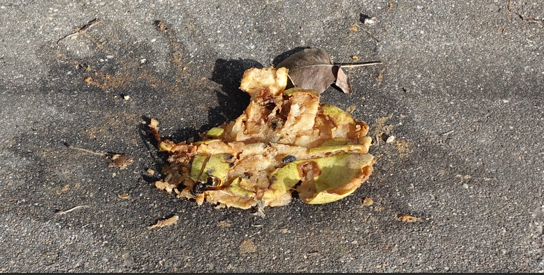 La nourriture est toute proche : Un poirier est situé près du tilleul accueillant ce nid de frelons asiatiques.