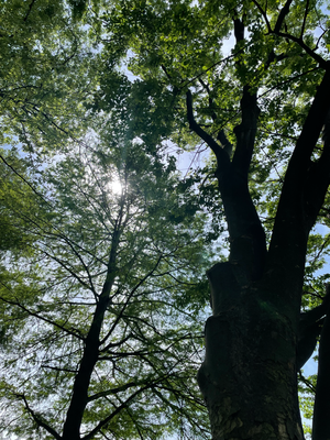 見上げるときらきらとこんな景色が。