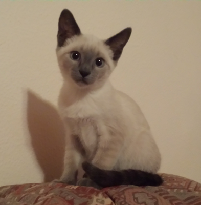 KIRA