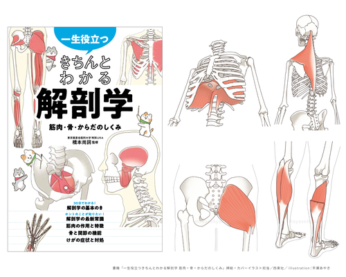 書籍「一生役立つきちんとわかる解剖学 筋肉・骨・からだのしくみ」(2024年)カバーイラスト・挿絵