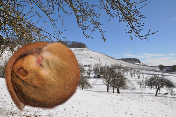 Winterschlafende Haselmaus vor winterlicher Landschaft (Fotomontage)