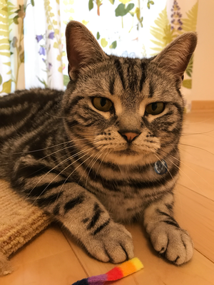 ホーム シニアペットケアつむじ西宮 兵庫県西宮 芦屋での犬 猫の訪問介護 ペットシッター ホーム シニアペットケアつむじ西宮 兵庫県西宮 芦屋での犬 猫の訪問介護 ペットシッター