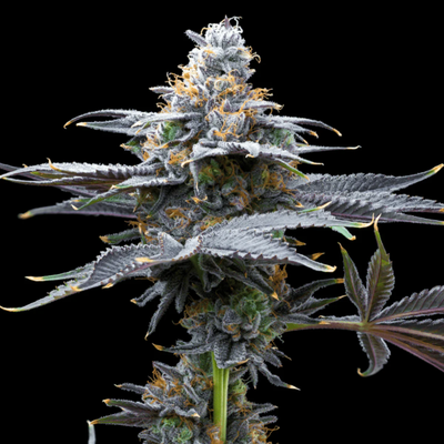Watermelon Gelato Blüte