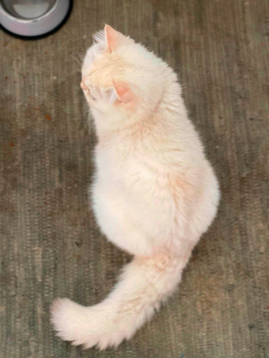 Katze Lila