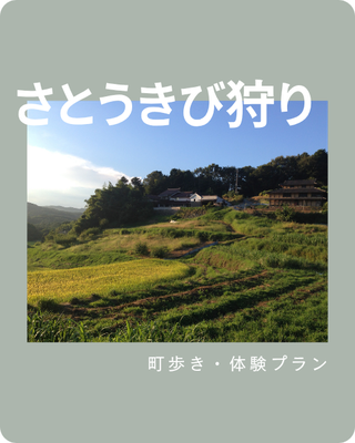 さとうきび刈り体験｜岡山県高梁市松原町