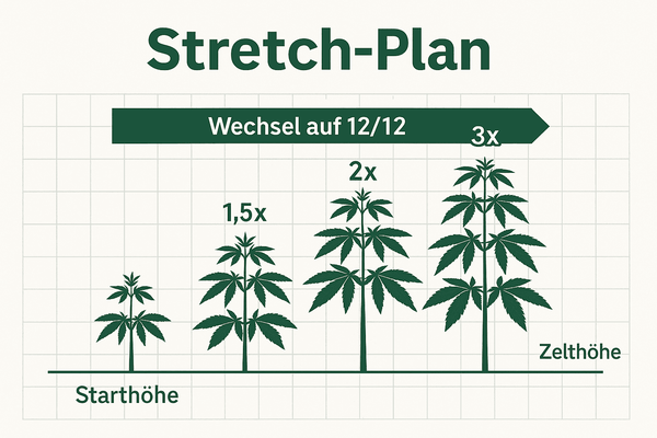 Infografik: Stretch-Plan (Start-Höhe ×1.5–3, Lampenabstand, Zelthöhe)