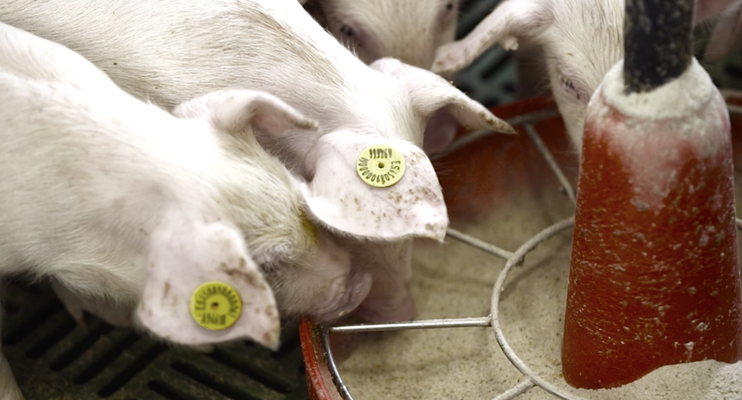 5 PRINCIPLES 5 FREEDOMS - Bienestar Animal Certificado IAWS 5 PRINCIPLES 5 FREEDOMS - Bienestar Animal Certificado IAWS