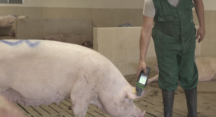 5 PRINCIPLES 5 FREEDOMS - Bienestar Animal Certificado IAWS 5 PRINCIPLES 5 FREEDOMS - Bienestar Animal Certificado IAWS