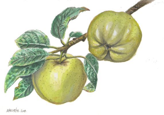 Illustration für Ausstellung "Religion und Garten", Apfel