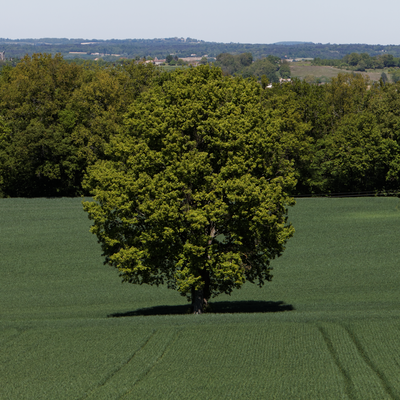 Arbre dans le champ