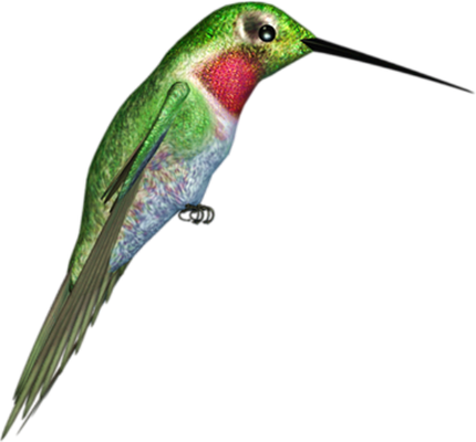 colibri - oiseau - animaux - smiley émoticône émoji cartoon clipart illustration - artémotic