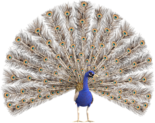 paon - oiseau - animaux - smiley émoticône émoji cartoon clipart illustration - artémotic