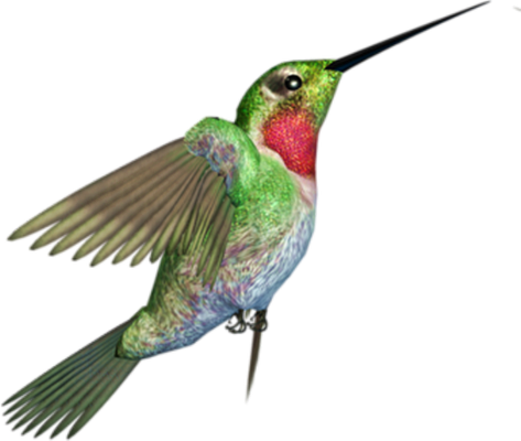 colibri - oiseau - animaux - smiley émoticône émoji cartoon clipart illustration - artémotic