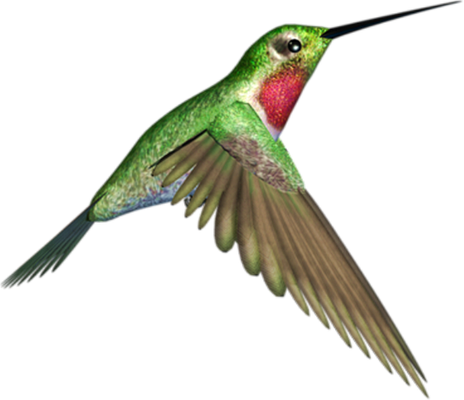 colibri - oiseau - animaux - smiley émoticône émoji cartoon clipart illustration - artémotic