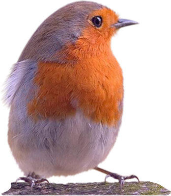rouge-gorge - oiseau - animaux - smiley émoticône émoji cartoon clipart illustration - artémotic