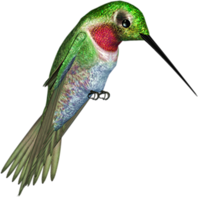 colibri - oiseau - animaux - smiley émoticône émoji cartoon clipart illustration - artémotic