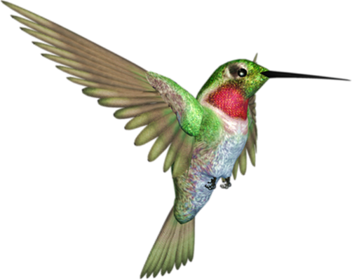 colibri - oiseau - animaux - smiley émoticône émoji cartoon clipart illustration - artémotic