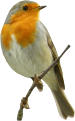 rouge-gorge - oiseau - animaux - smiley émoticône émoji cartoon clipart illustration - artémotic