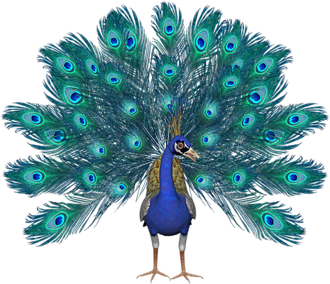 paon - oiseau - animaux - smiley émoticône émoji cartoon clipart illustration - artémotic