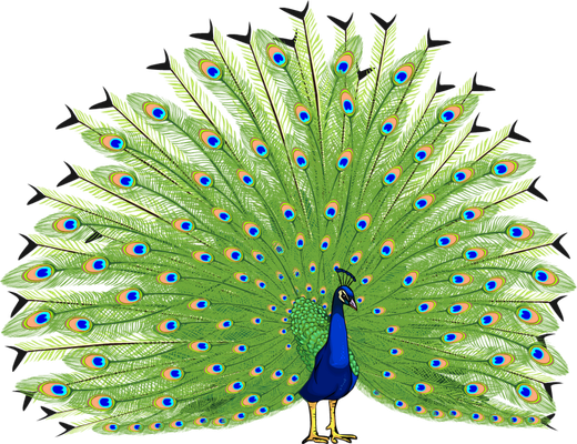 paon - oiseau - animaux - smiley émoticône émoji cartoon clipart illustration - artémotic