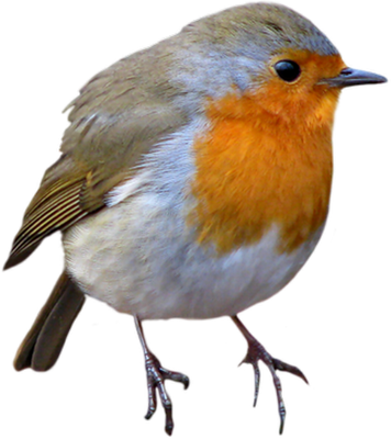 rouge-gorge - oiseau - animaux - smiley émoticône émoji cartoon clipart illustration - artémotic