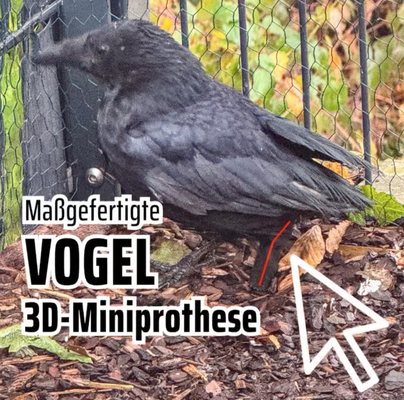 DILECTUS Krähe mit einer Prothese