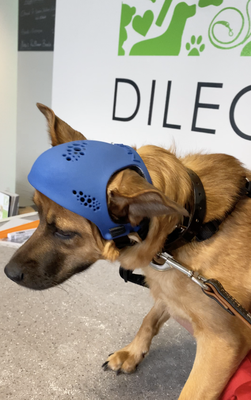 Hund mit einem Kopfschutzhelm im 3D Druck zum Schutz der offenen Stelle am Kopf