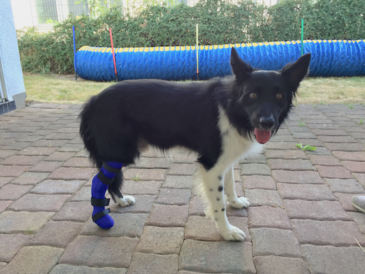 Hund mit Orthese hinten rechts