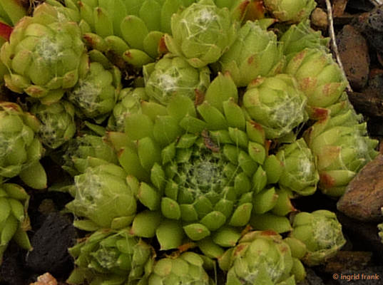 Sempervivum arachnoideum / Spinnweben-Hauswurz