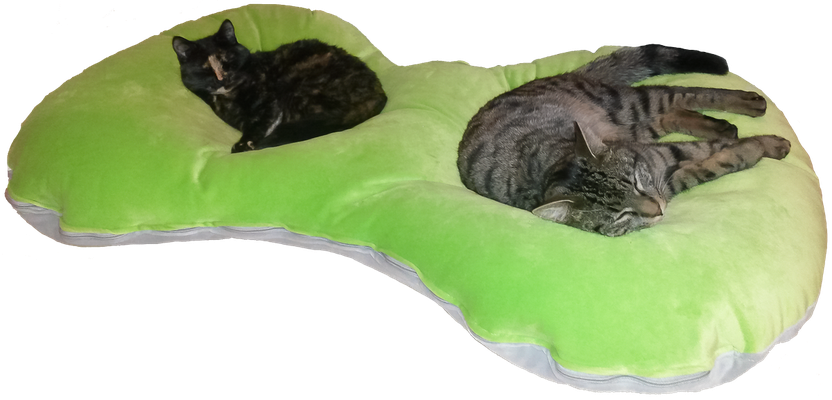 Kissen-Besetzer Shira und Diego 05.01.17
