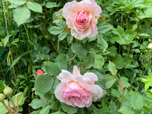  Gand Rosier parfumé  David Austin "Shropshire Lad" peu épineux  à conduire en  arbustif ou grimpant 