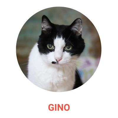 Gino