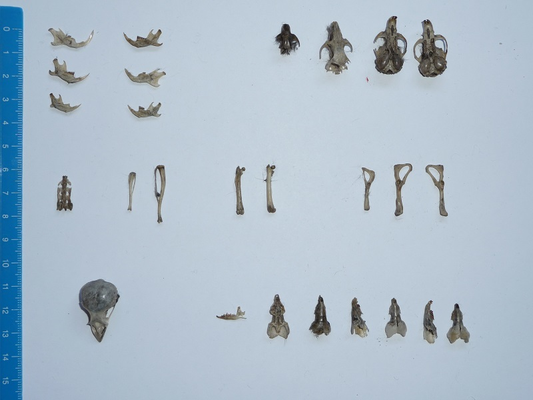 Knochen und Schädel von Mäusen und Vögeln