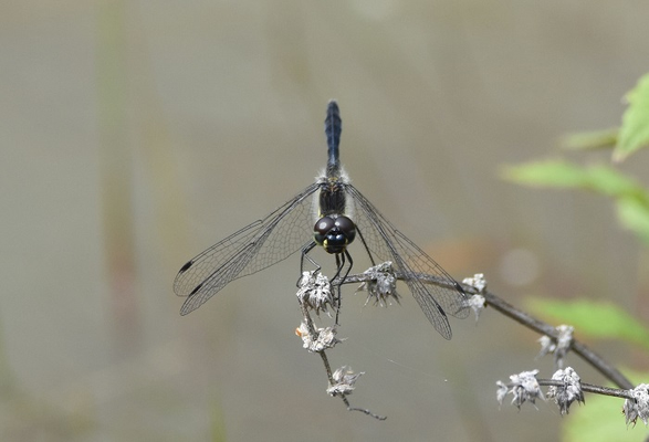 schwarze Heidelibelle