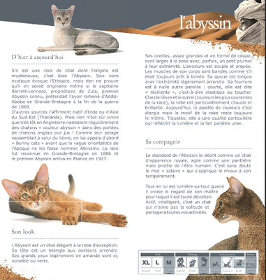 Standard Du Chat Abyssin Isal Club Des Chats Somali Et Abyssin