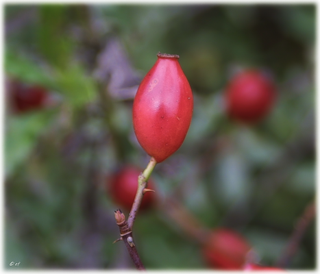 Es gibt viele Heckenbereiche. Hier findet man häufig auch Wilde Rosen vor, die jetzt viele Früchte (Hagebutten) tragen