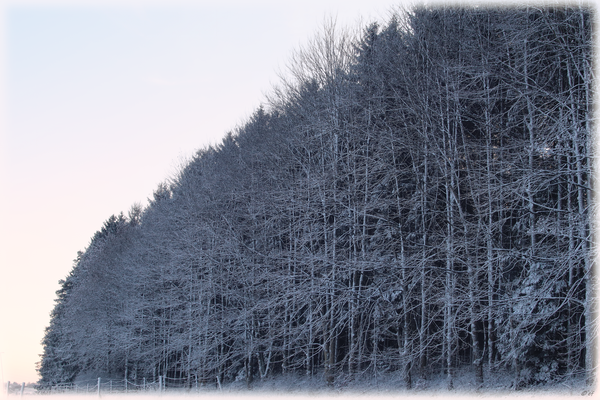 Schnee & Kälte kleben an Stämmen und Ästen